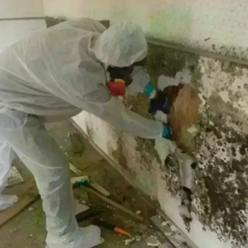 Mold Remediation and Removal in Ossian, IN